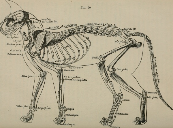 Cat anatomy